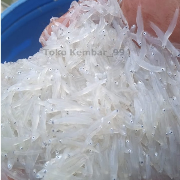 Ikan Teri Nasi Segar Ikan teri Nasi Basah Tawar Teri Medan MPASI 1Kg Ikan Segar Konsumsi
