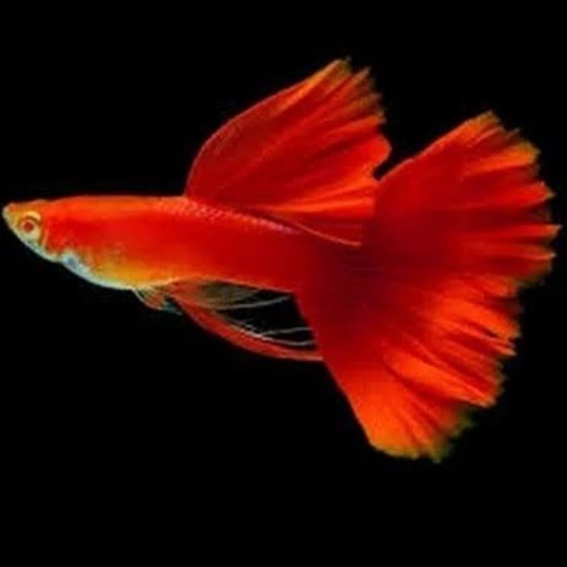 promo gacor Ikan Guppy Merah Grade A (guppy AFR)