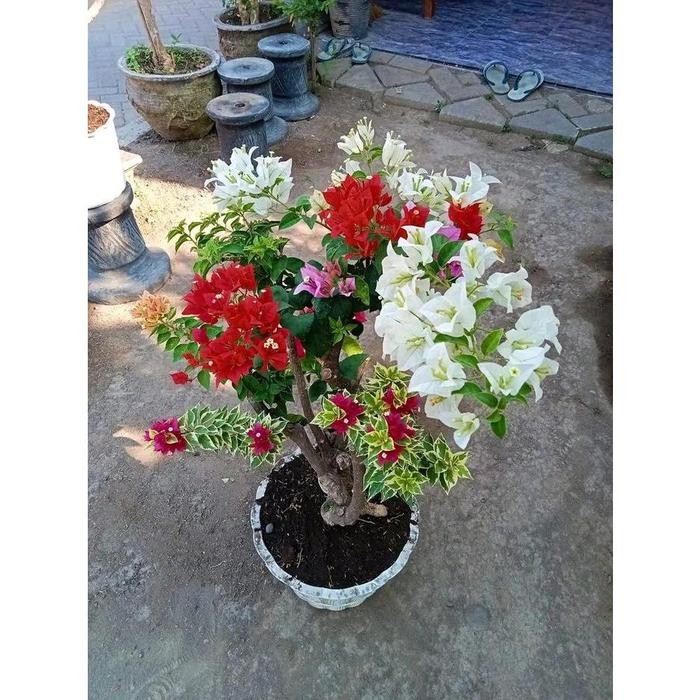 tanaman hias bugenvil 4 warna cantik