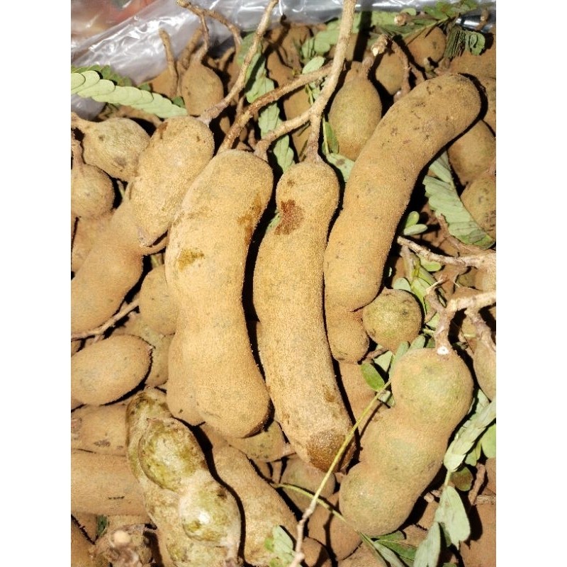 

1 kg asam jawa muda/menta/cempalok(bisa tahan seminggu gak busuk).