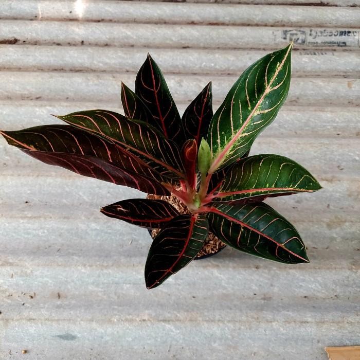 Aglonema Black Sumatra - Aglo Pos Black - Aglo - Aglonema PROMO MURAH!