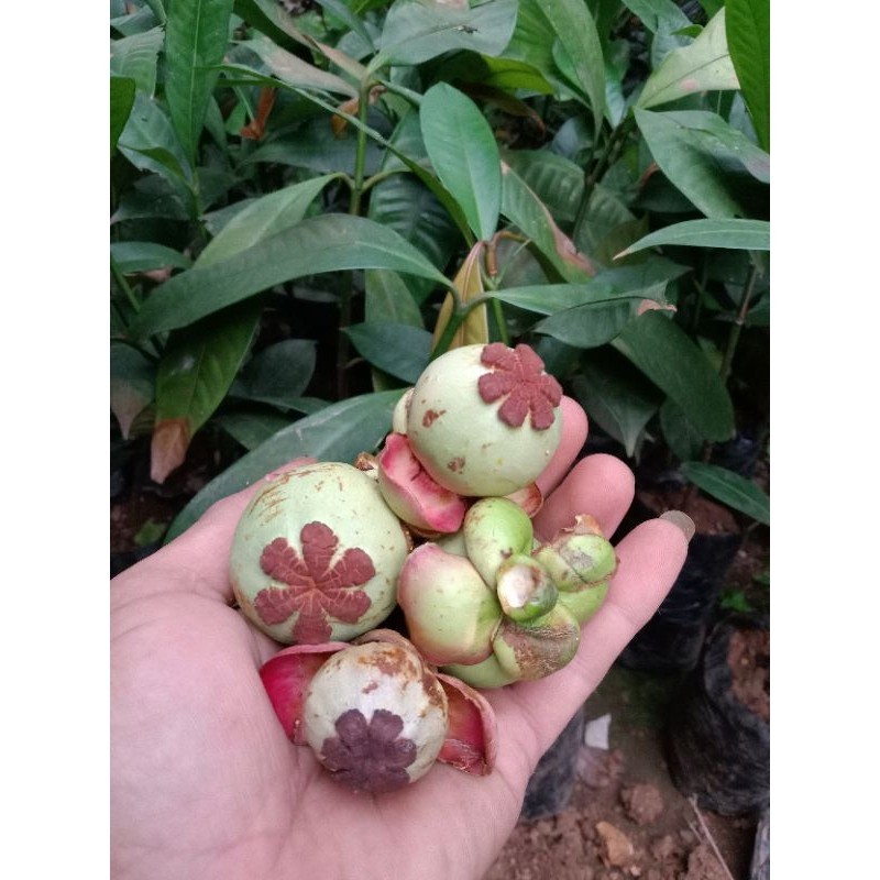 

Buah Manggis Muda obat herbal