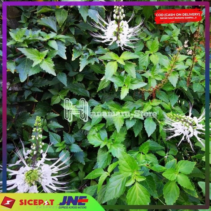 

Daun Kumis Kucing l Herbal Daun Kumis Kucing 250gram/Fack