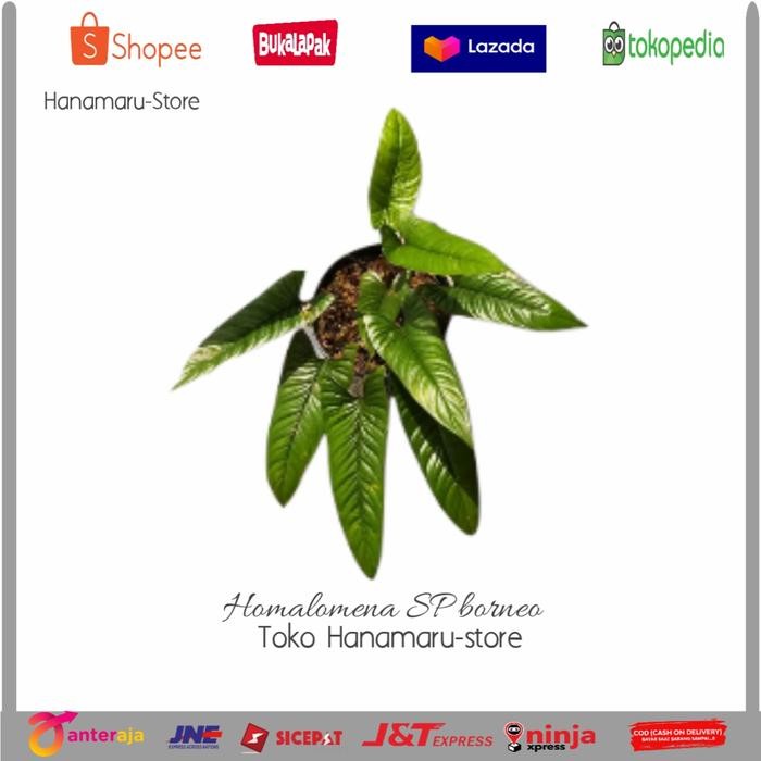 HOMALOMENA SP BORNEO - TANAMAN HOMALOMENA - TANAMAN HIAS