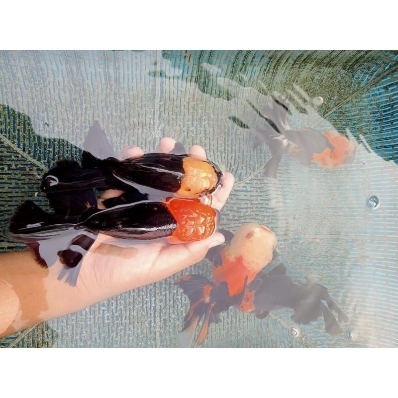 

Koki Oranda Panda Indukan Tancho Update 9-12 cm