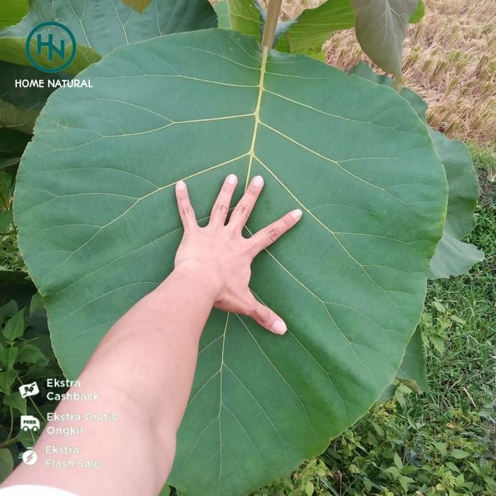 

Daun jati segar big size - Obat herbal daun jati 500gram