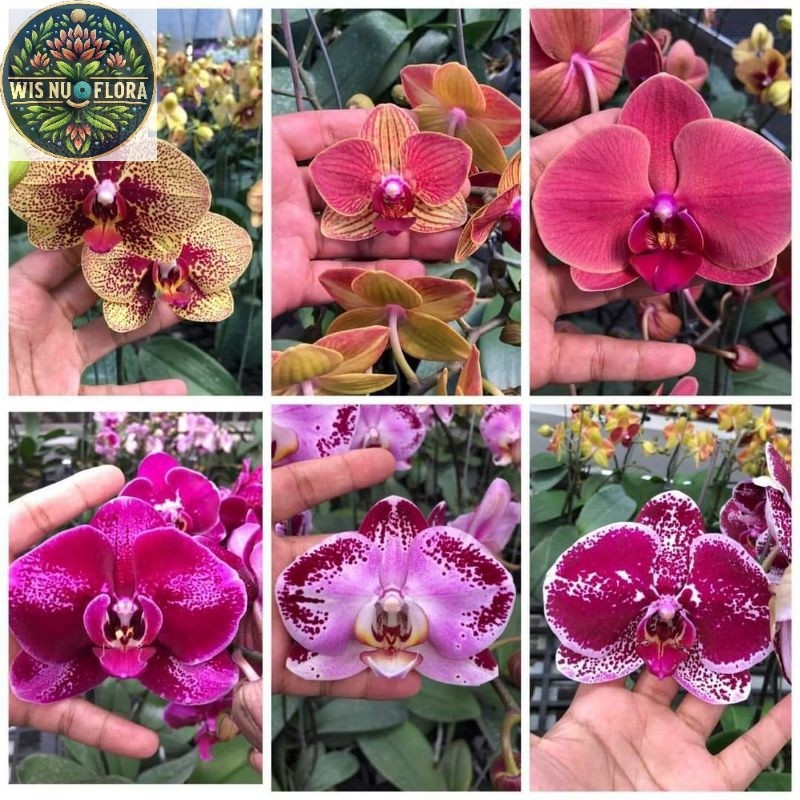 (BISA COD) TERMURAH Anggrek Bulan JUMBO PASCA BUNGA Bebas Pilih Warna / Tanaman Hias Anggrek Bulan B