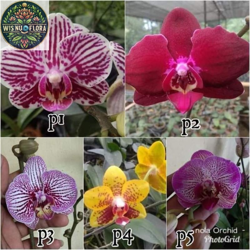 (BISA COD) PROMO Bunga Hias Anggrek Bulan JUMBO PASCA BUNGA / Tanaman Hias Anggrek Bulan Bunga Hias 