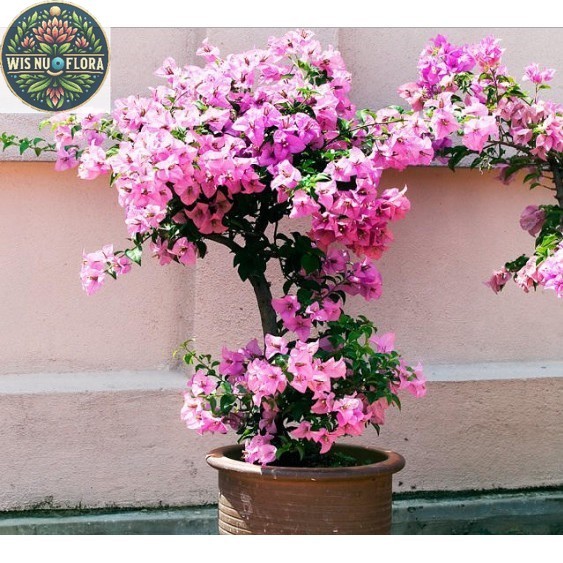 Tanaman hias bougenville / bunga kertas/BUGENVIL BUNGA KERTAS/BUGENVIL IMPORT/BUNGA HIAS/BUNGA HIDUP