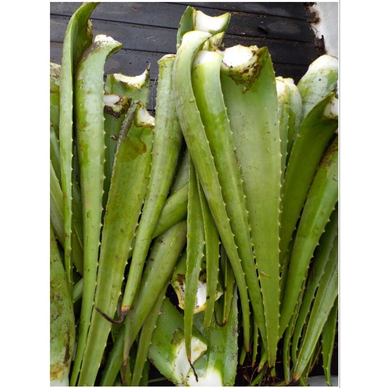 

[WG] Pelepah Lidah Buaya Jumbo Organik 300-500g