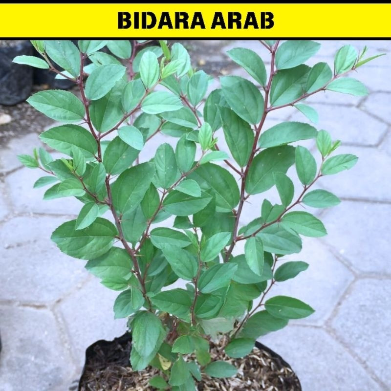 Tanaman Hias Bidara Arab Asli Pohon Bidara Arab Tanaman Herbal Bidara Arab Daun Bidara Arab Rimbun