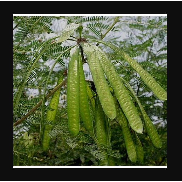 AL Petai Cina Perikat Pete Mlandingan Pohon Lamtoro