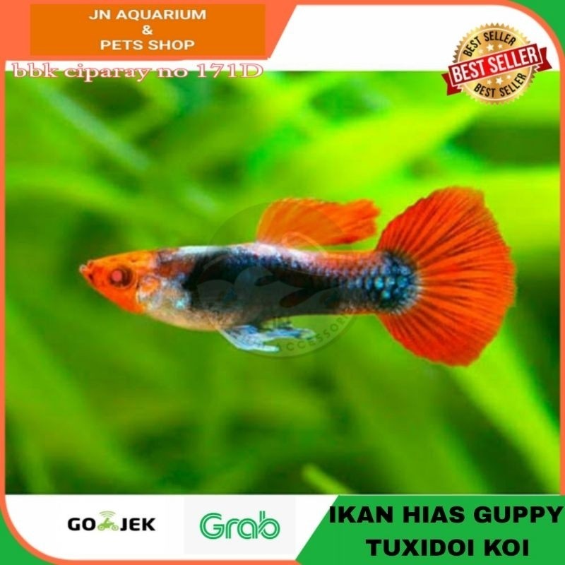 IKAN HIAS GUPPY KOI TUXEDO AIR TAWAR AQUARIUM AQUASCAPE