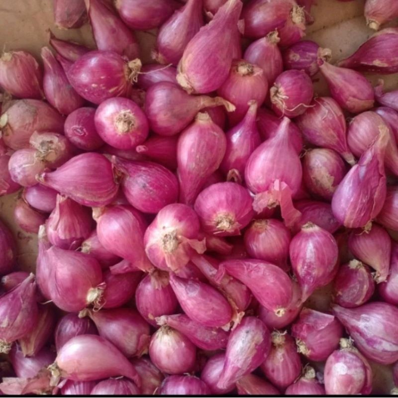 

promo murah bawang merah organik 500gram bawang merah brebes bawang merah probolinggo bawang merah nganjuk