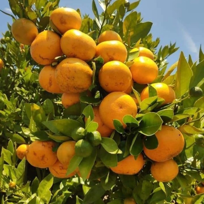 BIBIT JERUK MEDAN BRASTAGI MADU SUPER MANIS  OKULASI CEPAT BERBUAH COCOK DI TANAM DI POT