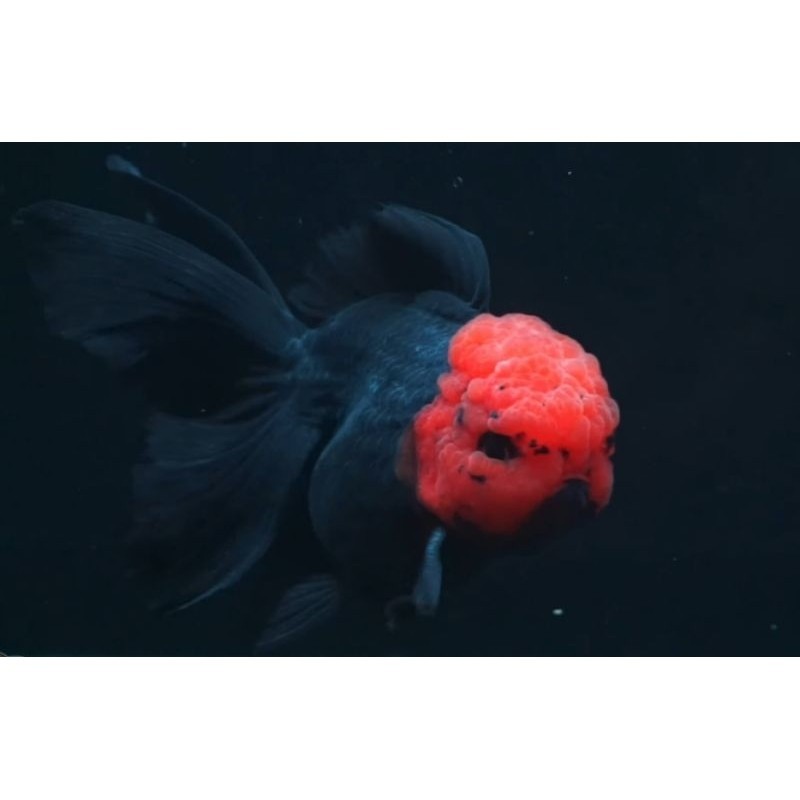 menyala Hiasan aquarium Koki Oranda Tancho, garansi 100% wajib jnt ya