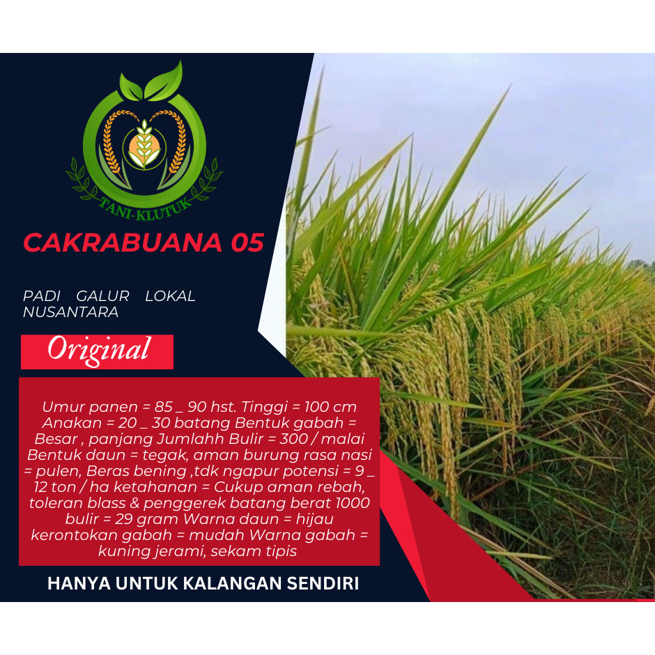 BIBIT/ Benih Bibit Padi Unggul Cakrabuana 05 ( CB 05 ) Kemasan 5Kg ORIGINAL PRODUK