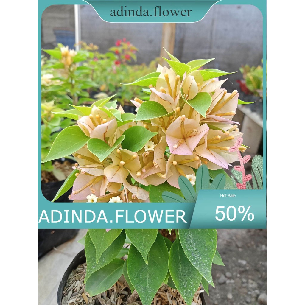 Tanaman Hias Bougenville singapore kuning