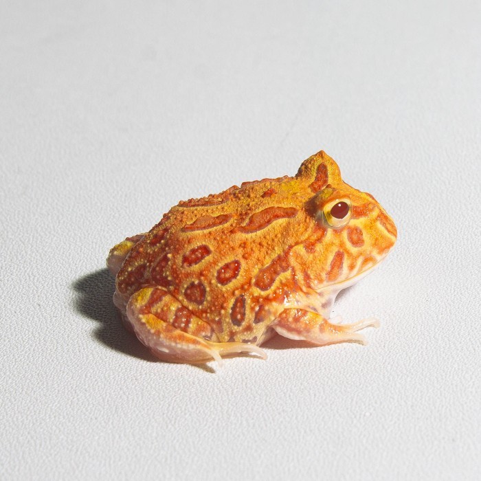 Katak Pacman / Pacman Frog / Kodok Pacman / Kodok Hias / Strawberry Camo Sunburst Brown Green Albino