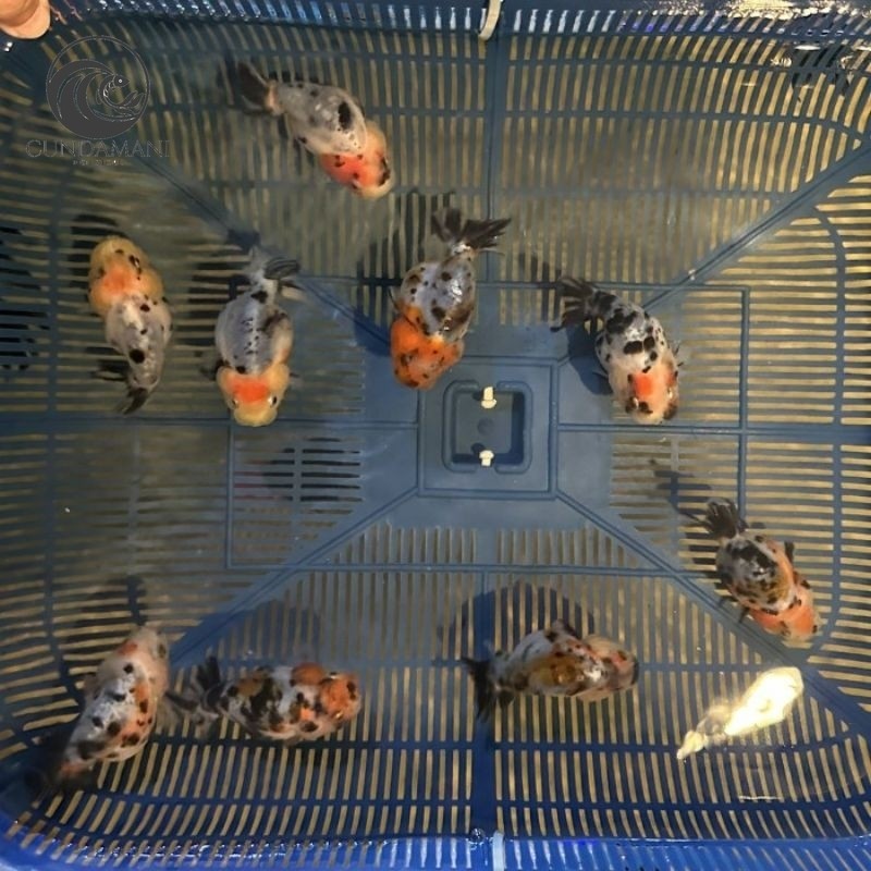 Ornamen Mainan sapi sapian size tanggung 8-9 cm  ranchu black white cow cf