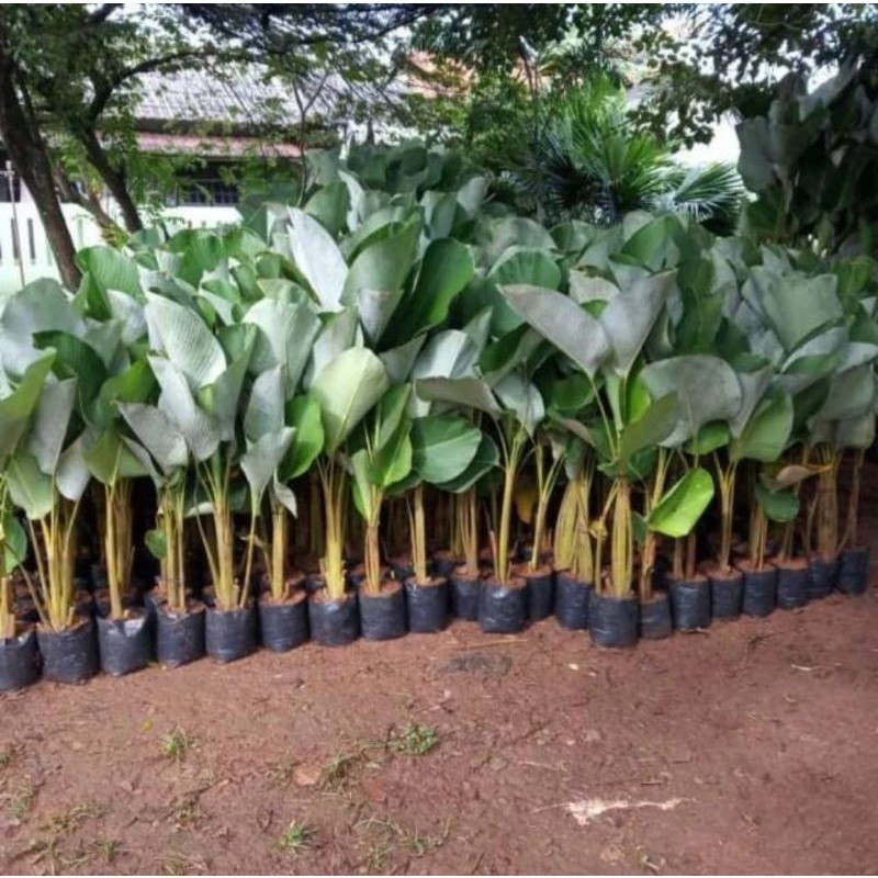 Calathea lutea/tanaman calatea pisang (daun besar)