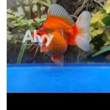 dekorasi akuarium mainan RYUKIN rw hiasan aquarium