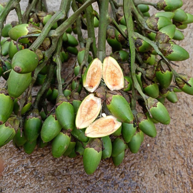 

HERBAL buah pinang muda per 1kg