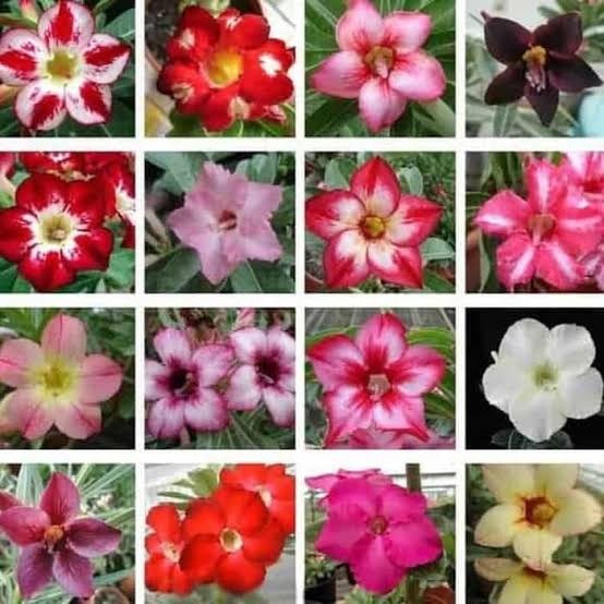 Amefurashi 5 Biji Benih Bunga Adenium Obesum Mix