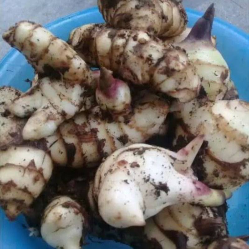 

umbi ganyong segar 1 kg (canna discolor)