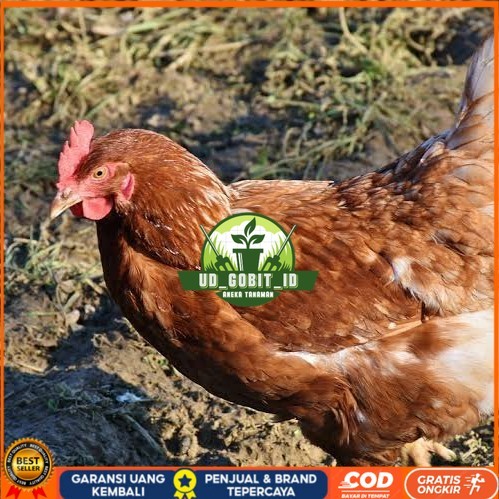 

Telur ayam rodhe island / telur ayam hias / telur fertil siap kirim UD_GOBIT_ID