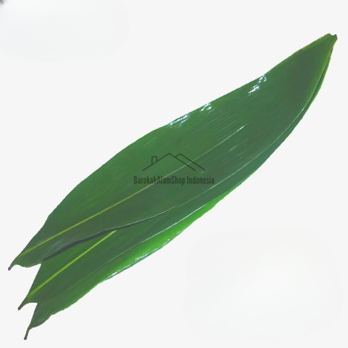 

DAUN BAMBU SEGAR PILIHAN BUNGKUS BACANG DAN KICANG - KICANG