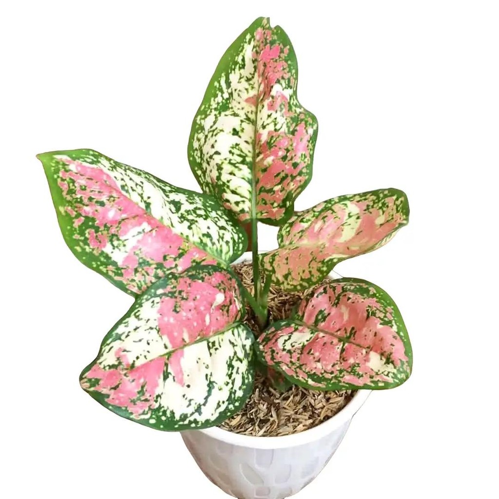 Tanaman Hias Aglonema Tricolor - Pohon Aglonema Tricolor