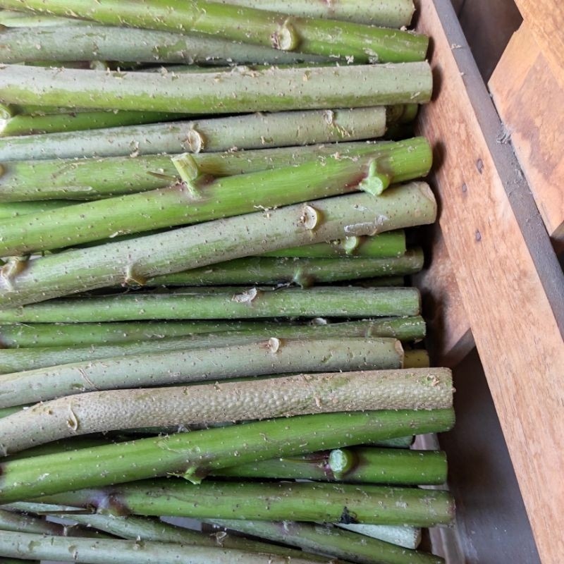 Bibit Telo Papua Singkong Papua Unggul Tanaman Pakan Ternak Siap Tanam