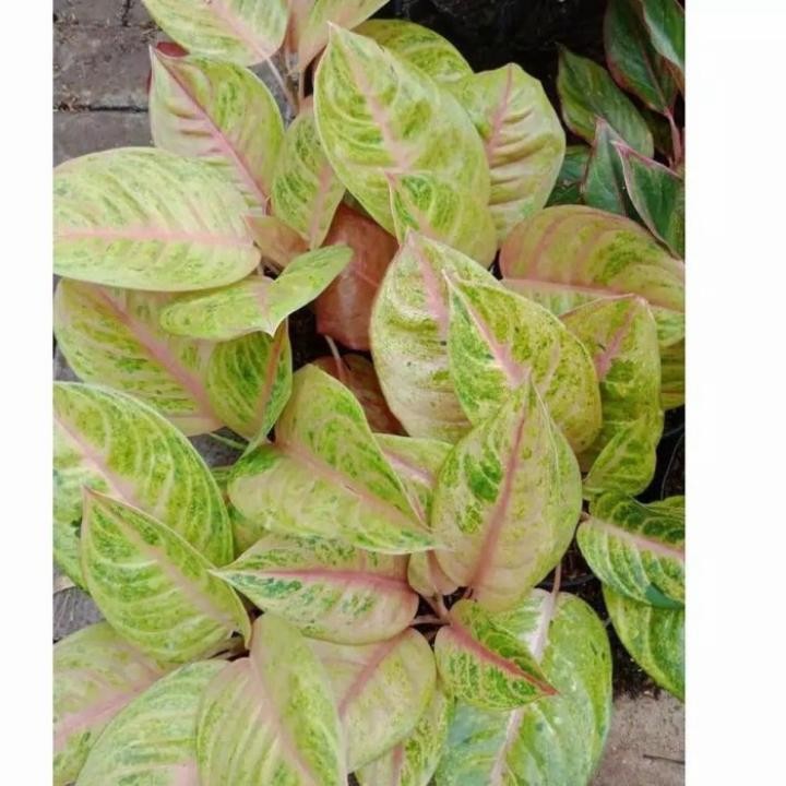 Tanaman hias aglonema golden Siam murah - Aglonema golden siam