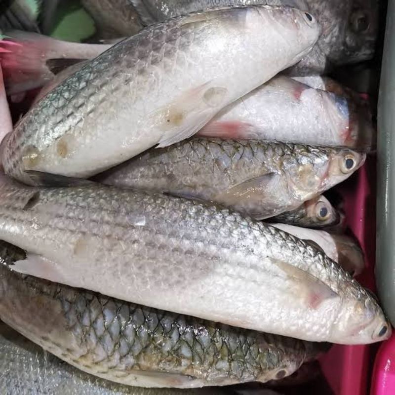 

Ikan Belanak 1 kilo