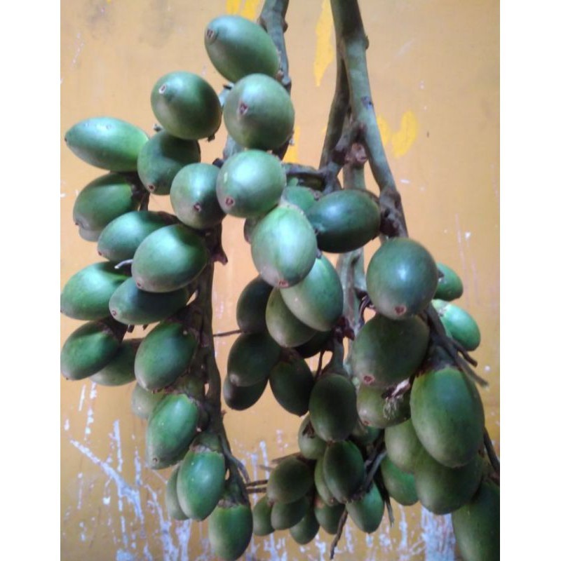 MC-19 PINANG MUDA SEGAR 1 KG /BUAH PINANG /JAMBE MUDA /PINANG MUDA