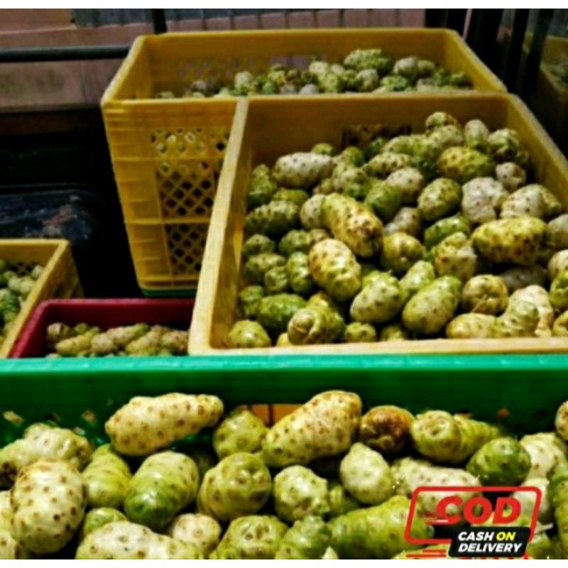 

MC-19 Buah Mengkudu / Mengkudu Segar Siap Kirim Perpaket 1 Kg