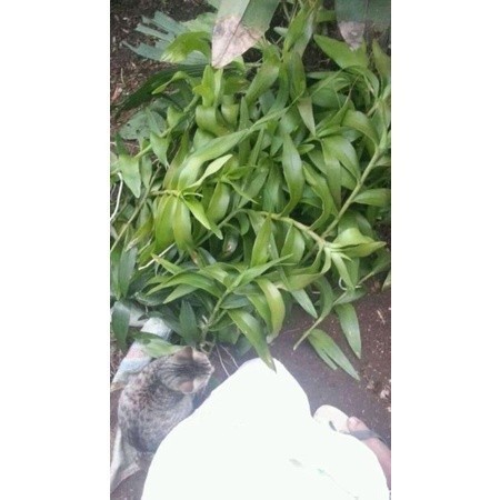 

silahkan Promo Paket anggrek kalajengking 10 batang bonus 1 batang ...