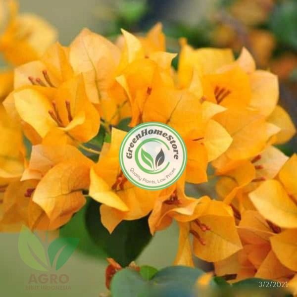 TERLARISTANAMAN HIAS BUGENVIL BUNGA KERTAS/Bougenville-BUNGA KERTAS TERBARU - Kuning