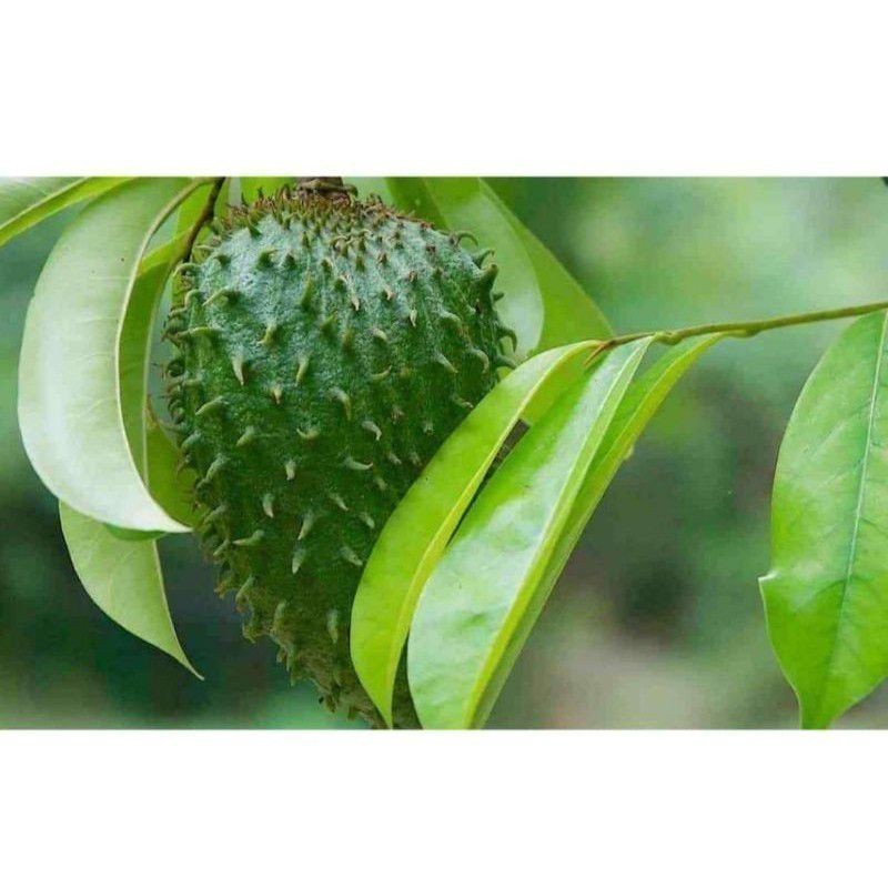 

New Promo Daun sirsak segar langsung petik/500 Grm COD *