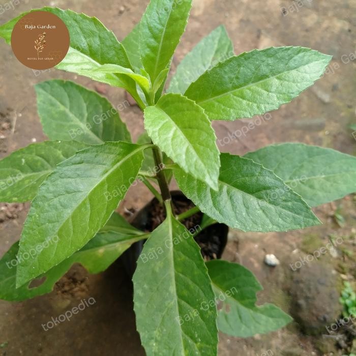 

bibit sembung nyawa daun sambung tanaman herbal