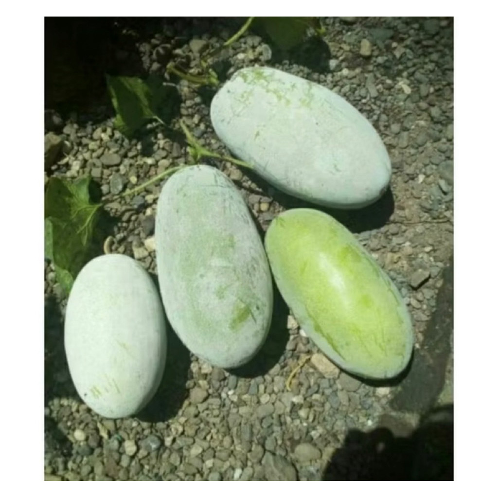 

Buah Kundur / Buah Labu Air / Bligo 2-2,7kg