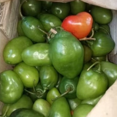 

Diskon Cabe Gendot VIRAL 100 gram langsung petik dari kebun