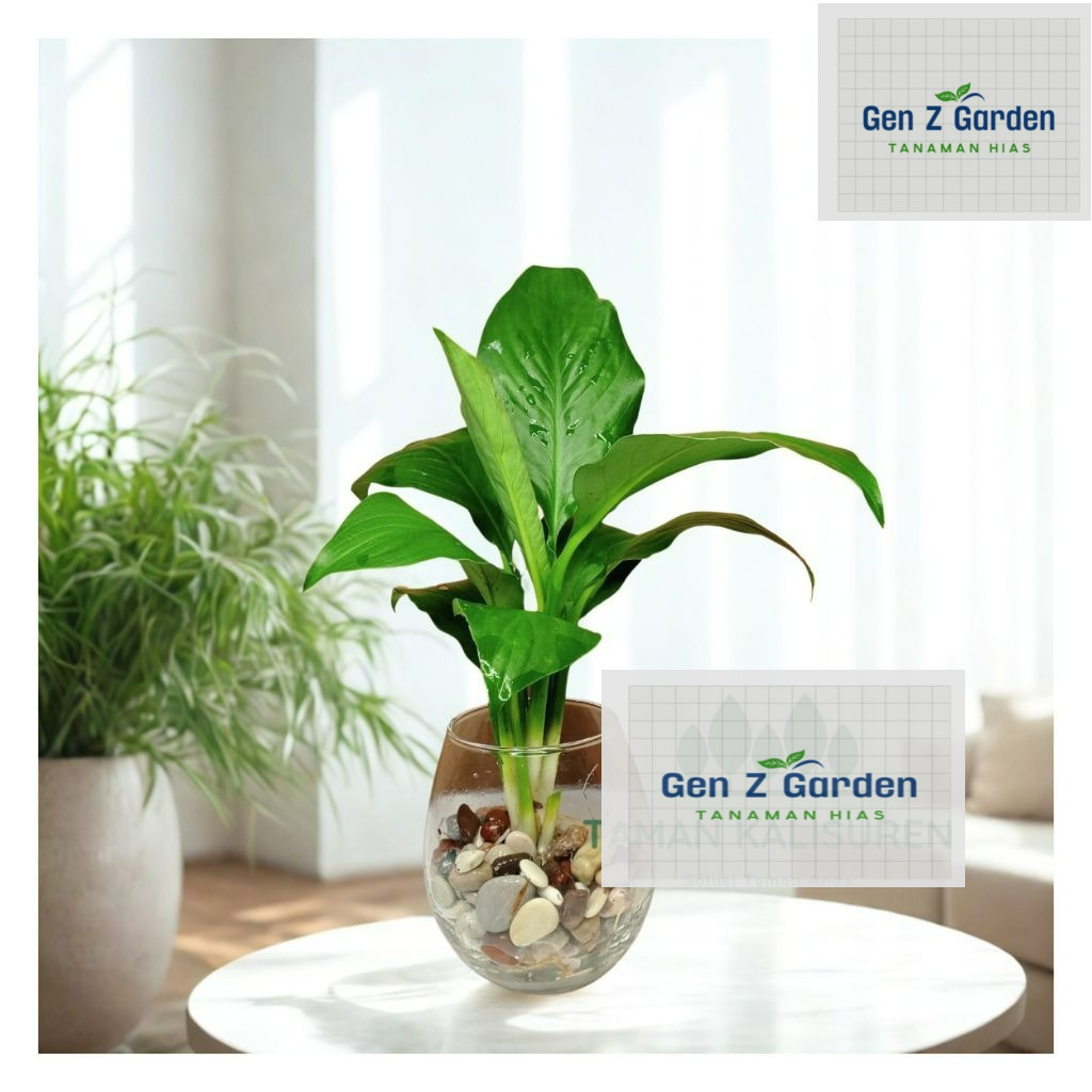 Tanaman Penyerap Racun Peace Lily Spatufilum Tanaman Penyerap Racun