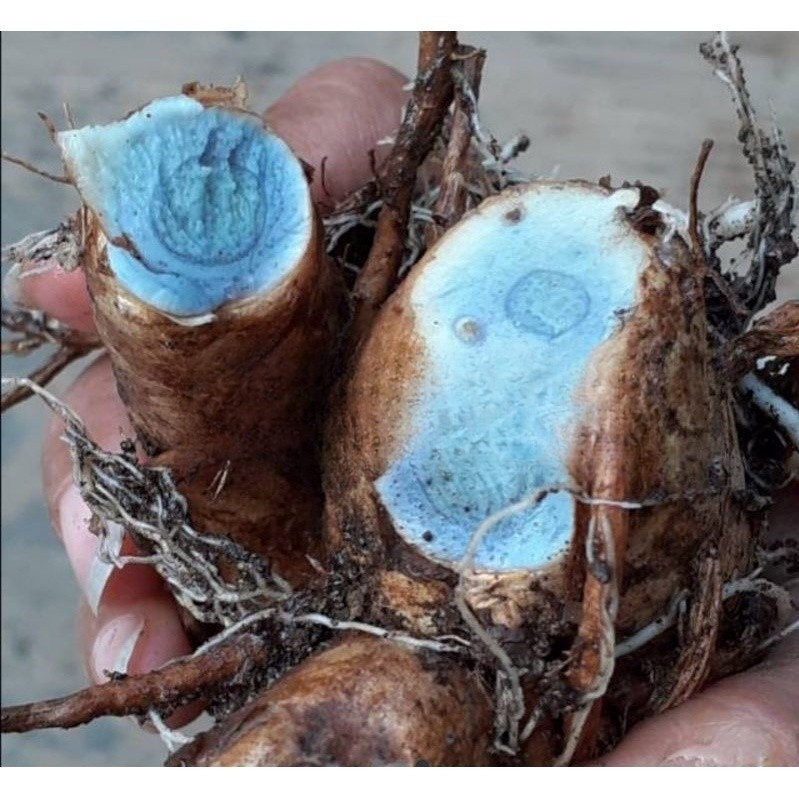 

promo obat herbal temu hitam/temu ireng segar 1 kg ready stok