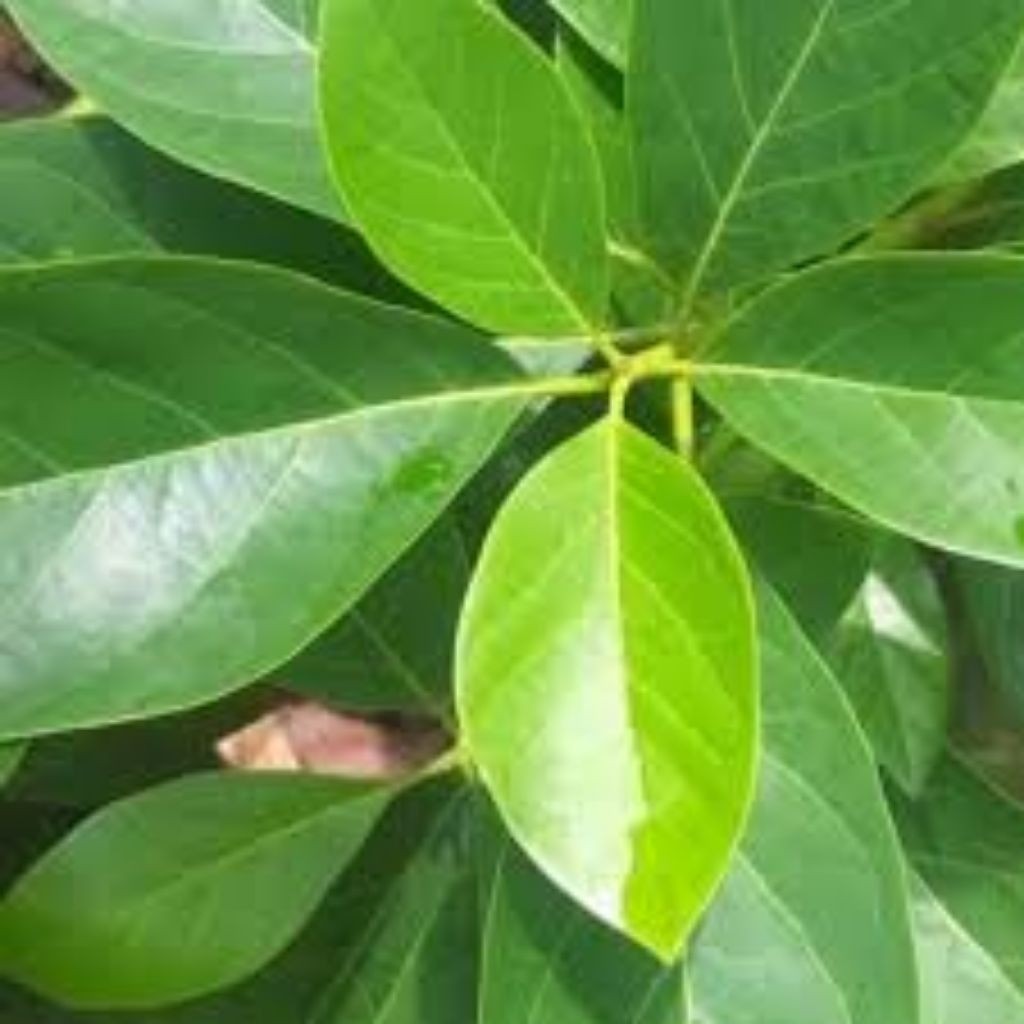 

100 lmbr daun alpukat alvucado segar freshh dadakan