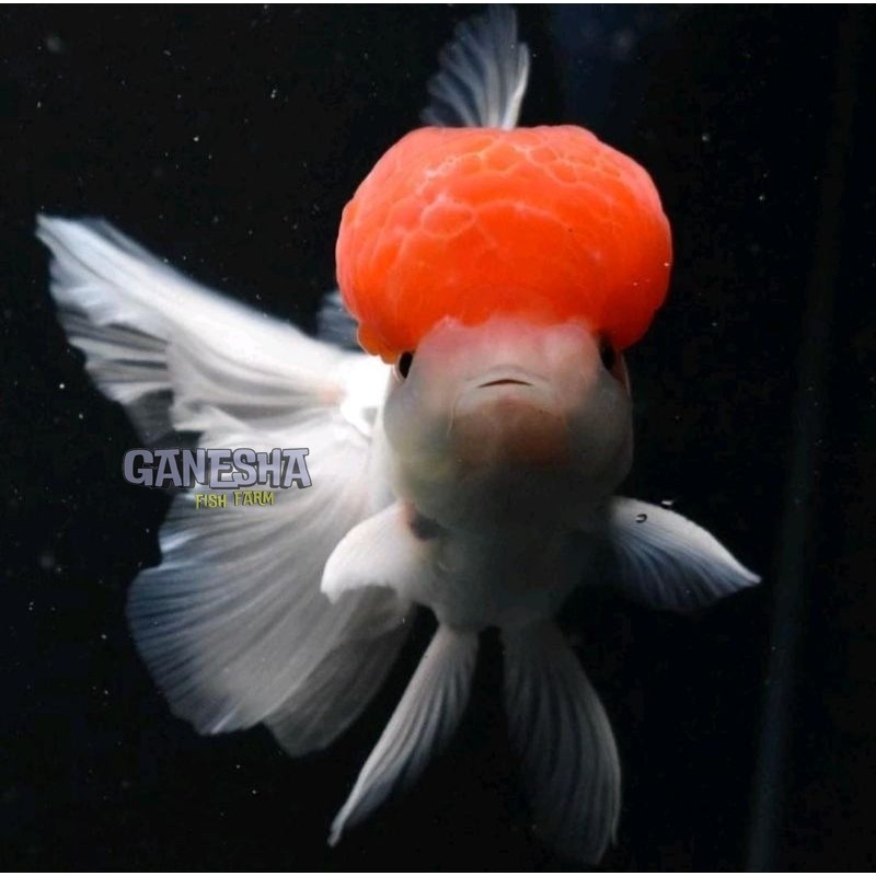 Ikan Hias Mas Koki Oranda Redcup sampai 16 CM Cherry Head Grade High Quality