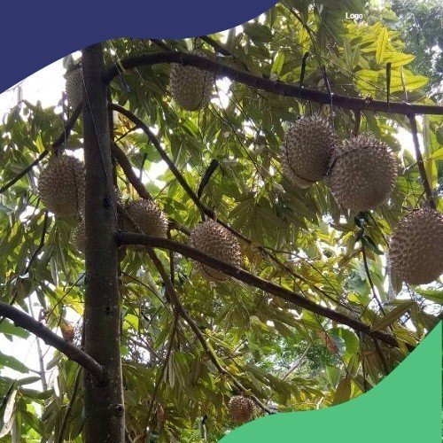 BBIT DURIAN MONTONG CEPAT BERBUAH