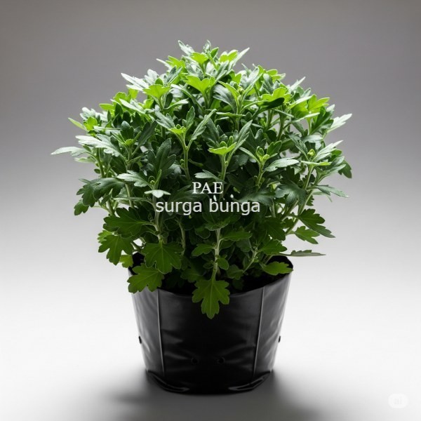 Bibit Krisan 10 Pcs (Bunga Potong) krisan / aster sudah berakar