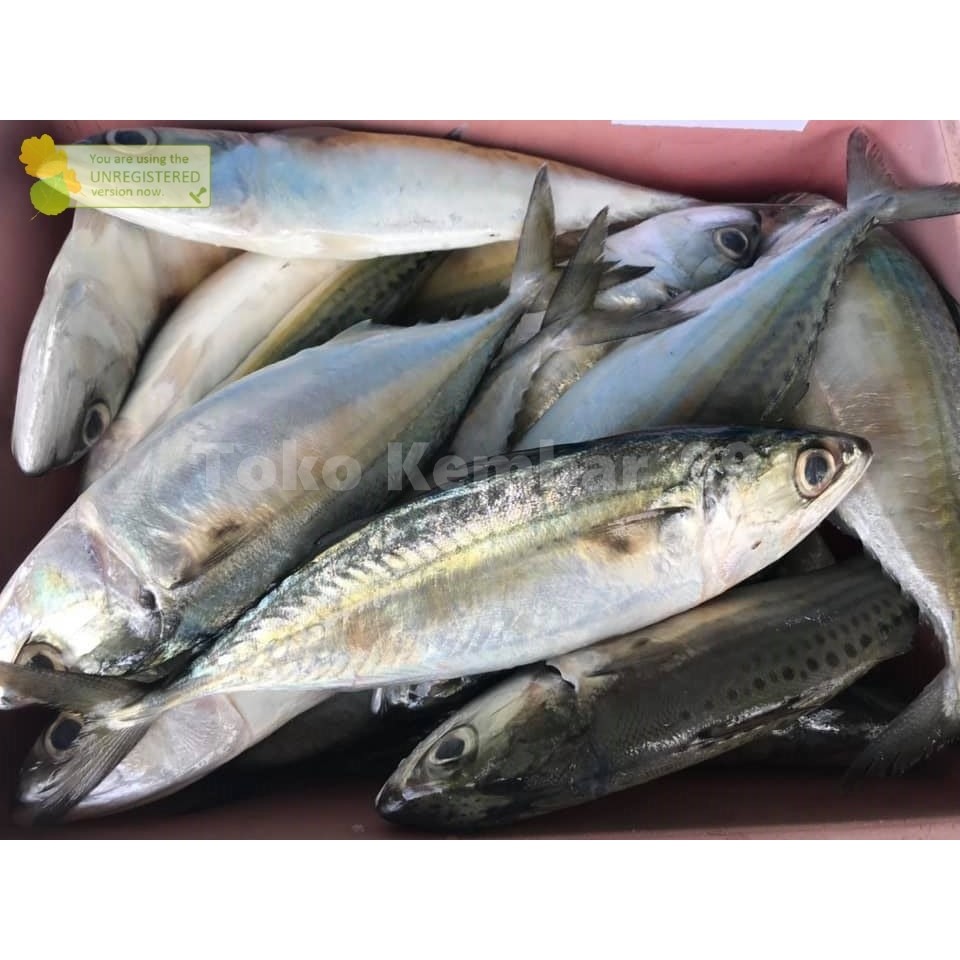 

Ikan Kembung Segar 1Kg Ikan Kembung Banjar